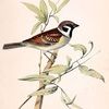 sparrow_fern